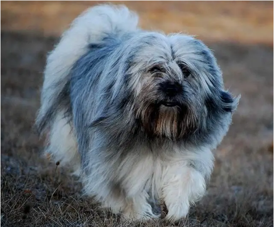 拉萨犬多少钱一只啊？拉萨犬性格好不好