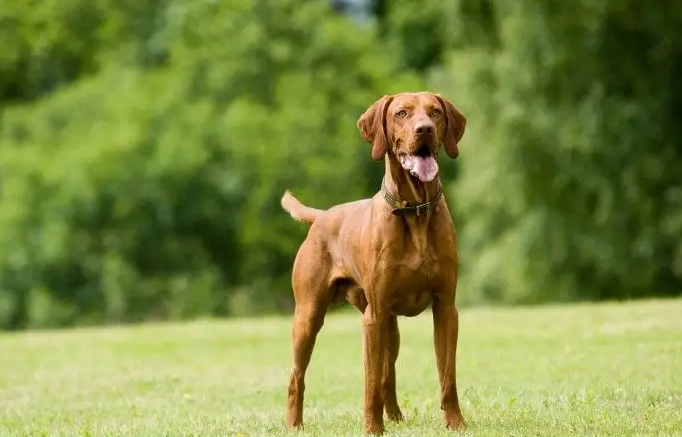 维兹拉犬一般能活多少年？维兹拉犬形态特征