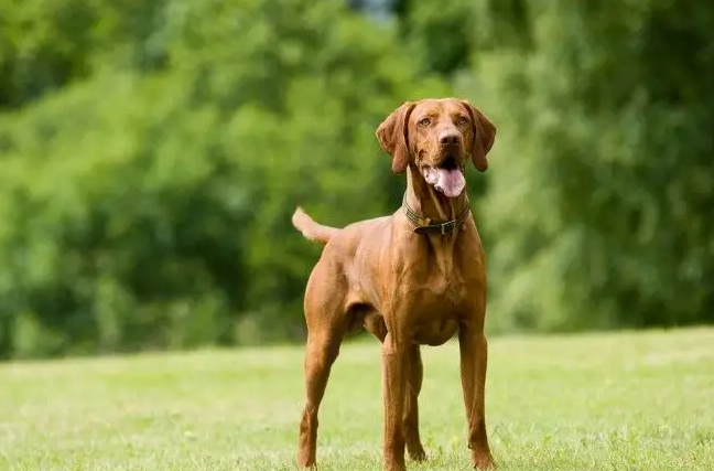 维兹拉犬温顺吗？维兹拉犬长的什么样