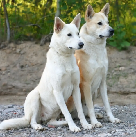 卡南犬长什么样？卡南犬性格怎么样