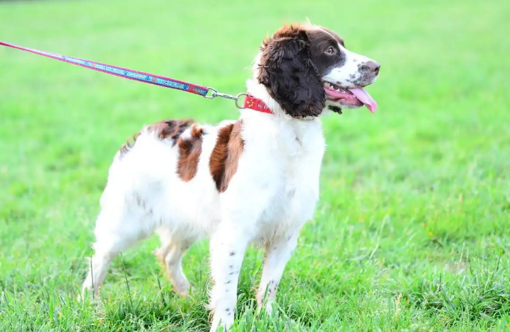 英国史宾格猎犬多少钱一只？英国史宾格猎犬的性格特点