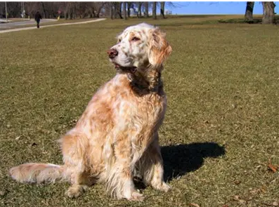 英国雪达犬能活多少年？英国雪达犬性格特点