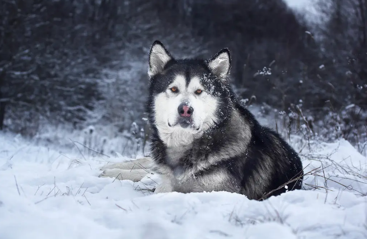 爱斯基摩犬能长多大图片