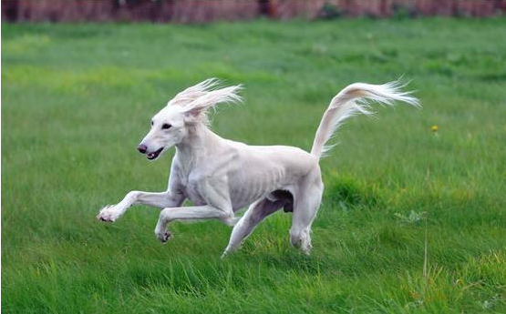 萨路基犬适合家养吗？萨路基犬一到两个月的幼犬我们该注意哪些