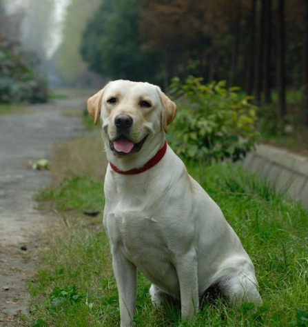 拉布拉多猎犬多少钱一只？为什么拉布拉多的价格会降低