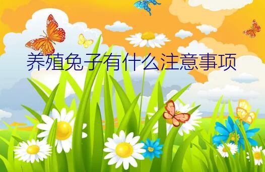 养殖兔子有什么注意事项