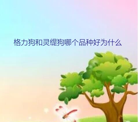 格力狗和灵缇狗哪个品种好为什么