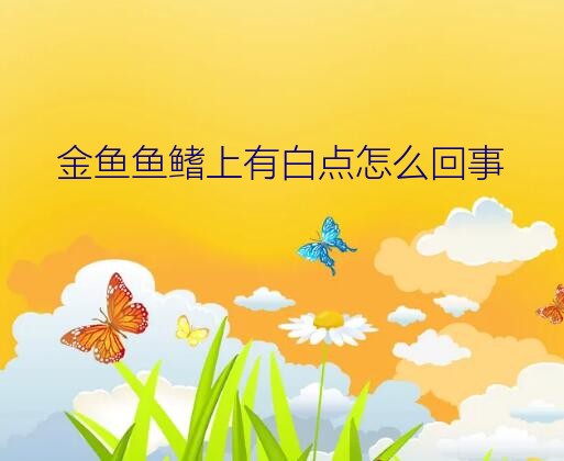 金鱼鱼鳍上有白点怎么回事？金鱼鱼鳍上出现透明白色斑点，像是发霉一样，该如何治疗