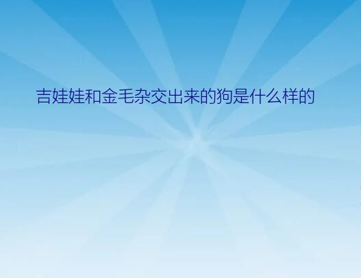 吉娃娃和金毛杂交出来的狗是什么样的