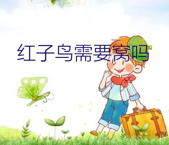 红子鸟需要窝吗