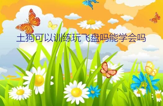 土狗可以训练玩飞盘吗能学会吗？怎么训练狗玩飞盘