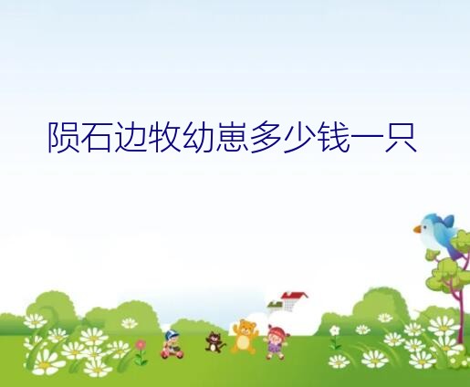 陨石边牧幼崽多少钱一只