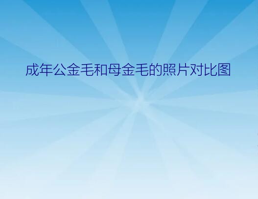 成年公金毛和母金毛的照片对比图