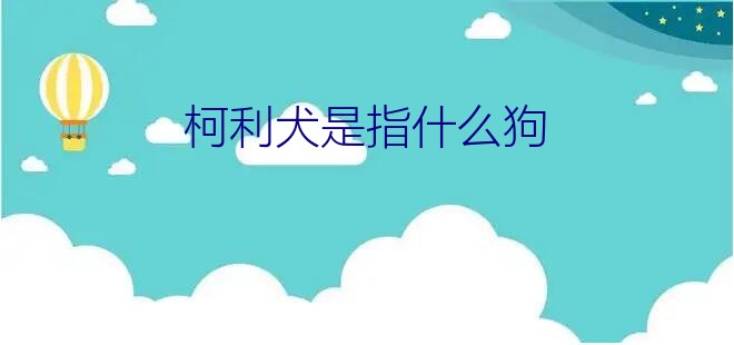 柯利犬是指什么狗