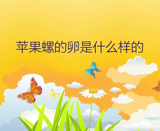 苹果螺的卵是什么样的