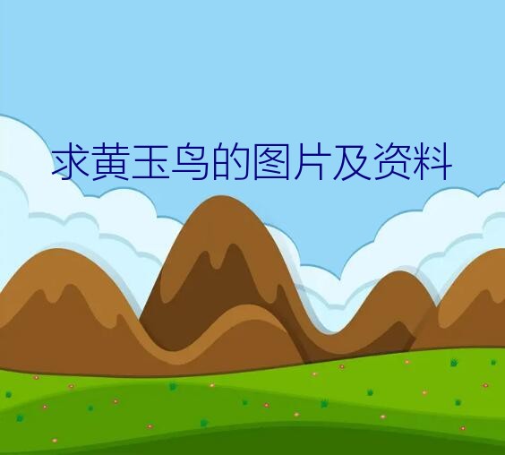 求黄玉鸟的图片及资料