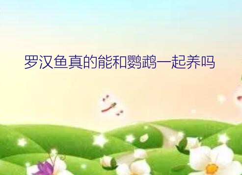 罗汉鱼和鹦鹉鱼能混养吗（罗汉鱼真的能和鹦鹉一起养吗）