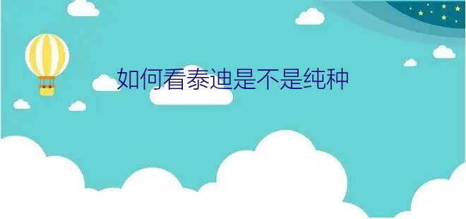 如何看泰迪是不是纯种