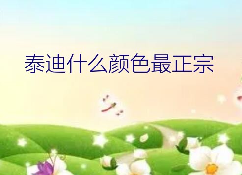 泰迪什么颜色最正宗