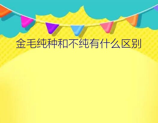 金毛纯种和不纯有什么区别