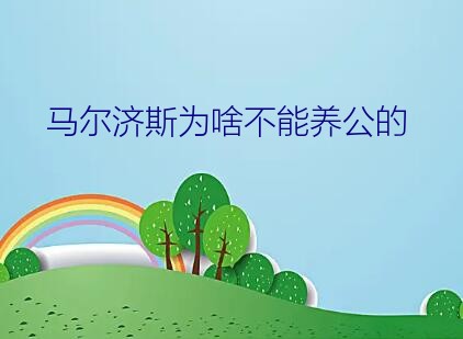 公马尔济斯很大吗（马尔济斯为啥不能养公的）