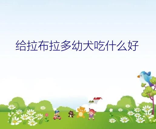 给拉布拉多幼犬吃什么好