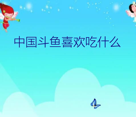 中国斗鱼喜欢吃什么