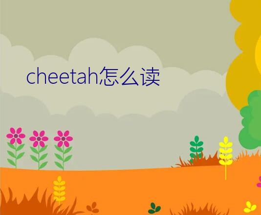 cheetah怎么读