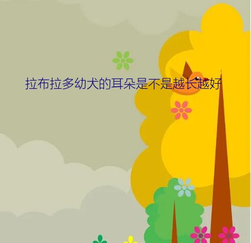 拉布拉多幼犬的耳朵是不是越长越好