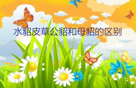 公貂母貂皮的对比照片（水貂皮草公貂和母貂的区别）