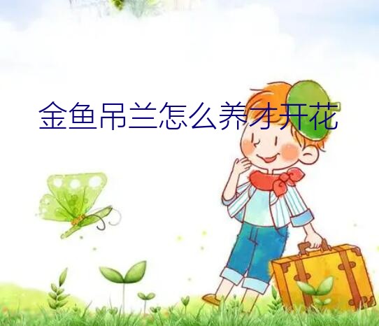 金鱼吊兰怎么养才开花