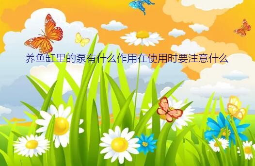 养鱼缸里的泵有什么作用在使用时要注意什么