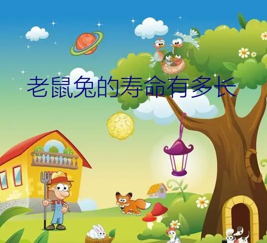 老鼠兔的寿命有多长？荷兰兔（幼兔）适合什么时候养！