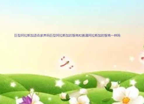 巨型阿拉斯加适合家养吗巨型阿拉斯加的智商和普通阿拉斯加的智商一样吗