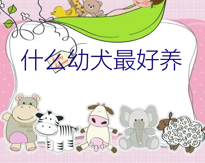 巴吉度犬图片幼犬（什么幼犬最好养）