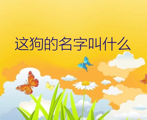 这狗的名字叫什么