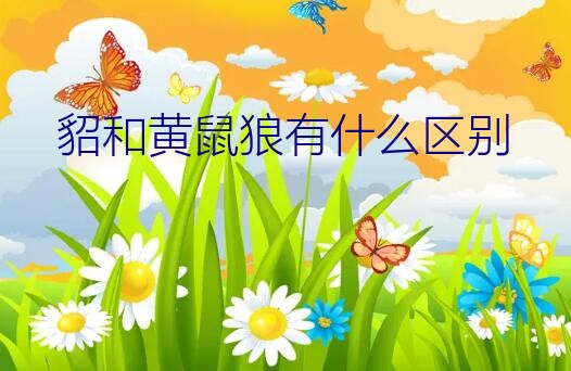 貂和黄鼠狼有什么区别