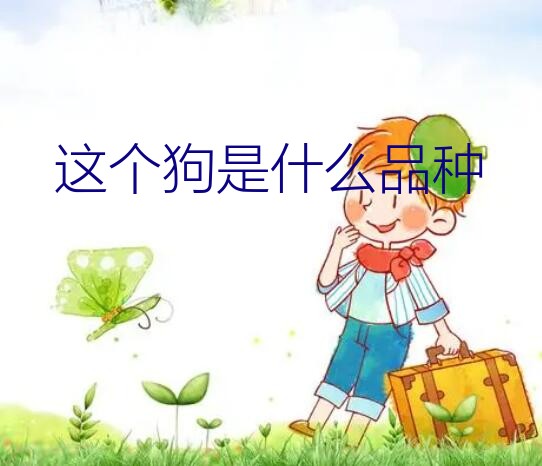 这个狗是什么品种