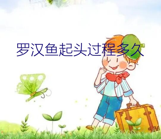 罗汉鱼起头过程多久