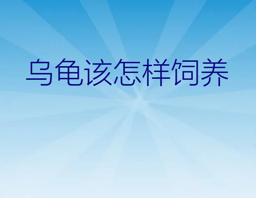 乌龟该怎样饲养