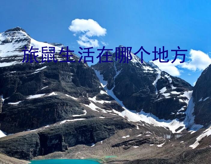 旅鼠生活在哪个地方