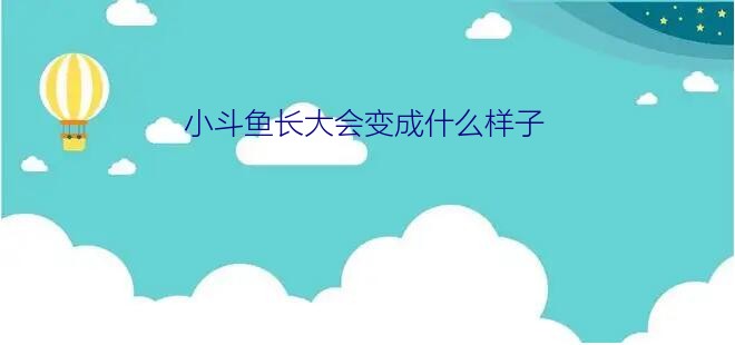 小斗鱼长大会变成什么样子