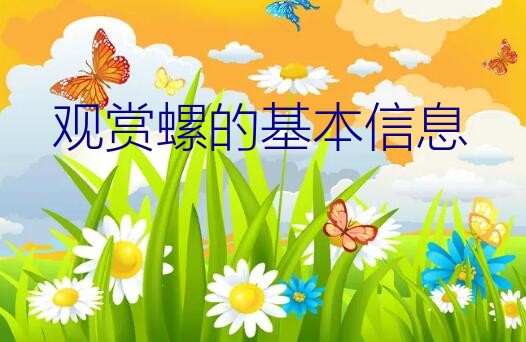 苹果螺能长多大（观赏螺的基本信息）