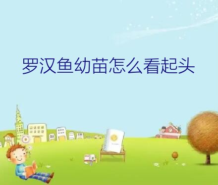 罗汉鱼幼苗怎么看起头？罗汉鱼起头的问题