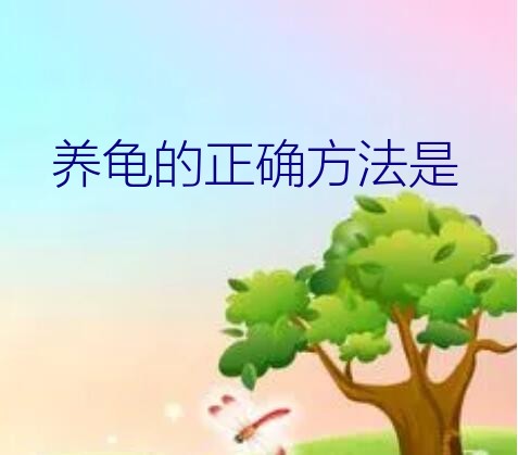 养龟的正确方法是