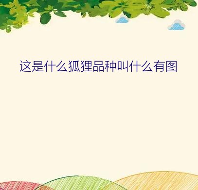 大耳狐和耳廓狐的区别（这是什么狐狸品种叫什么有图）