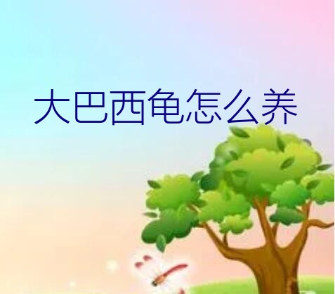 大巴西龟怎么养（大巴西龟怎么养）