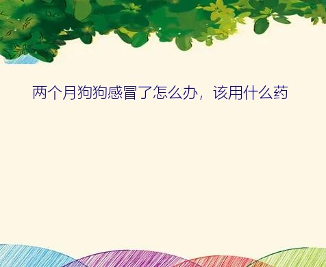 2个月小狗感冒吃什么药（两个月狗狗感冒了怎么办，该用什么药）