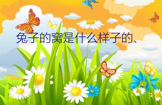 兔子的窝是什么样子的、