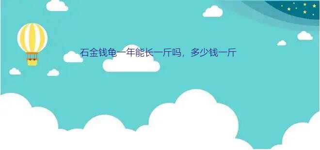 2022年石金钱龟价格（石金钱龟一年能长一斤吗，多少钱一斤）